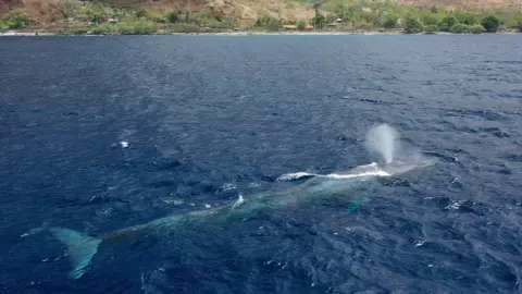 Zacarias da Cunha Pygmy blue whale spouting