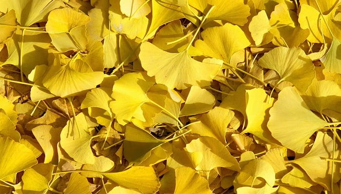 The Ginkgo bilobas fan shaped leaves laying on the ground. — AFP/File