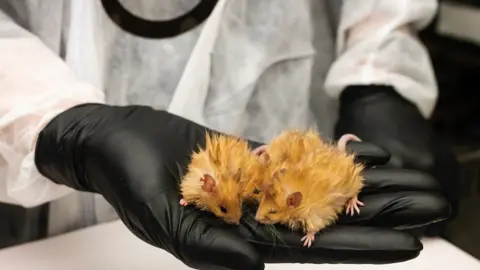 Colossal Biosciences Three mice with 5cm long orange hair held in a black gloved hand