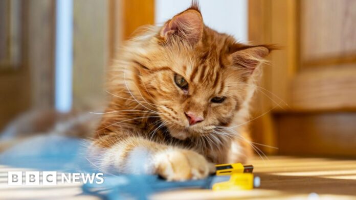 Decades-long-mystery-of-ginger-cats-revealed.jpg