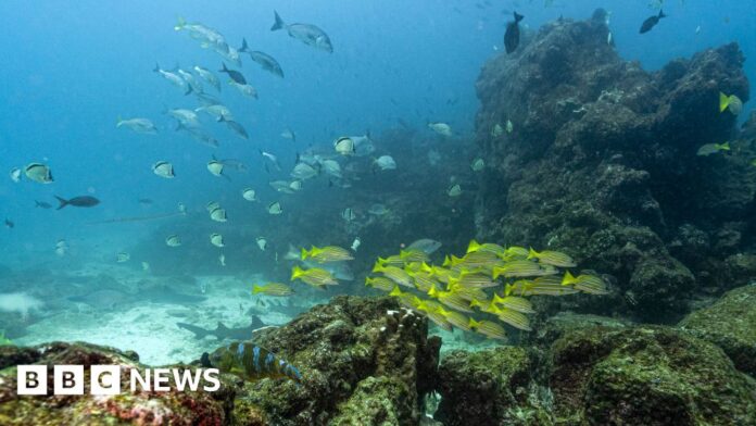 Key-oceans-treaty-crosses-critical-threshold-to-come-into-force.jpg