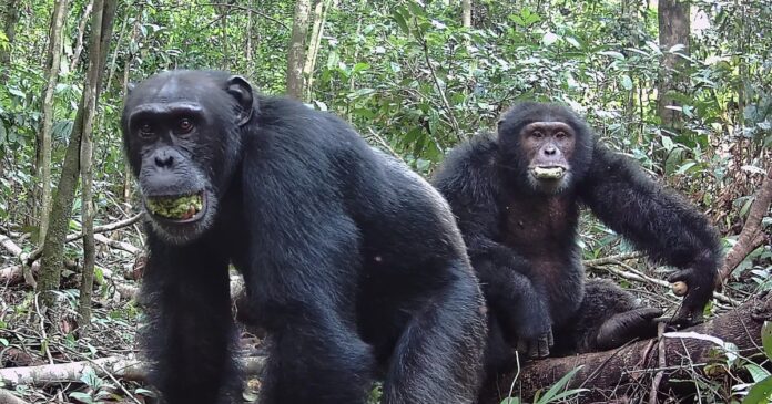 Wild-chimpanzees-consume-the-equivalent-of-2-cocktails-a-day.jpg