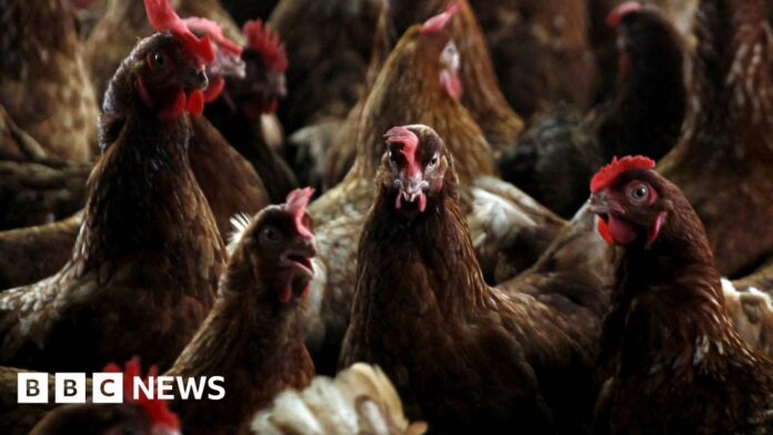 Bird-flu-confirmed-at-commercial-poultry-premises-near-Lakenheath.jpg